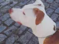 Tayson 