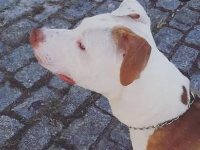 Cachorro raça Pit-Bull idade 5 anos nome Tayson 