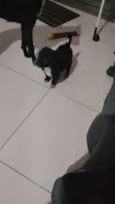 Sabidinho