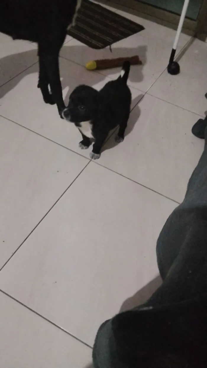 Cachorro raça SRD-ViraLata idade Abaixo de 2 meses nome Sabidinho