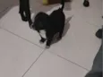 Sabidinho