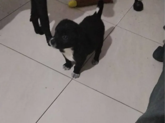 Cachorro raça SRD-ViraLata idade Abaixo de 2 meses nome Sabidinho