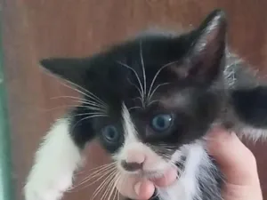 Gato raça SRD-ViraLata idade 2 a 6 meses nome Filhote fêmea, filhote macho