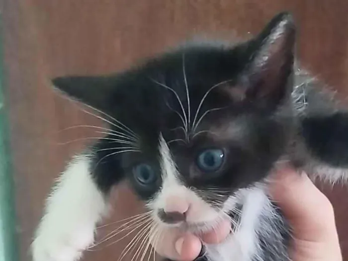 Gato raça SRD-ViraLata idade 2 a 6 meses nome Filhote fêmea, filhote macho