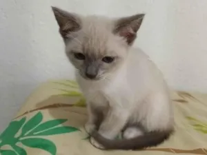 Gato raça SRD-ViraLata idade 2 a 6 meses nome Ainda sem nomes
