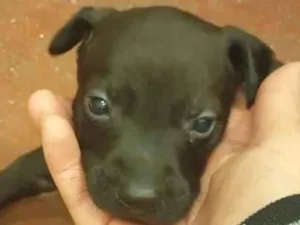 Cachorro raça SRD-ViraLata idade 2 a 6 meses nome filhotes 