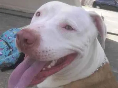 Cachorro raça Pit-Bull idade 5 anos nome Tayson 