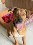 Stella