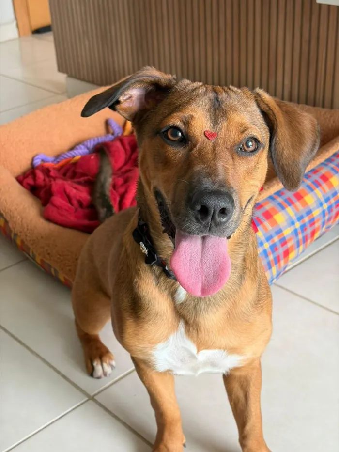Cachorro raça SRD-ViraLata idade 1 ano nome Stella