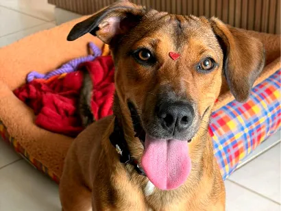 Cachorro raça SRD-ViraLata idade 1 ano nome Stella