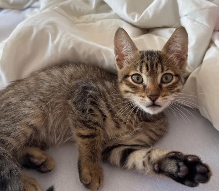 Gato raça SRD-ViraLata idade 2 a 6 meses nome Romeu 