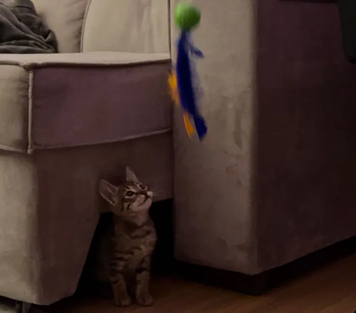 Gato raça SRD-ViraLata idade 2 a 6 meses nome Romeu 