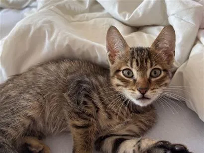 Gato raça SRD-ViraLata idade 2 a 6 meses nome Romeu 