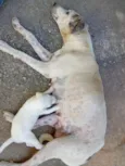 Milli da adulta 2 anos