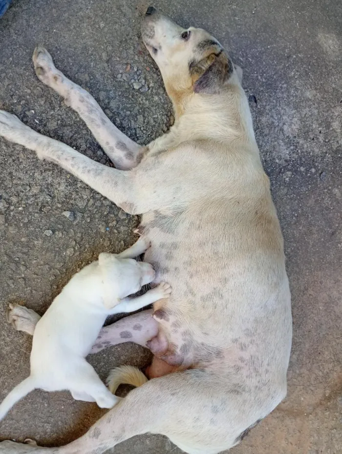 Cachorro raça SRD-ViraLata idade 2 a 6 meses nome Milli da adulta 2 anos