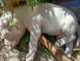 Milli da adulta 2 anos