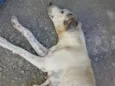 Milli da adulta 2 anos