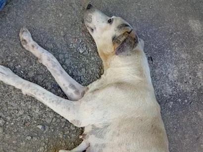 Cachorro raça SRD-ViraLata idade 2 a 6 meses nome Milli da adulta 2 anos