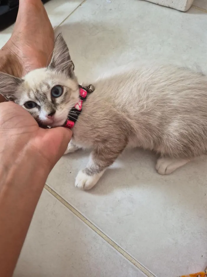 Gato raça Siamês idade 2 a 6 meses nome Luna 