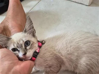 Gato raça Siamês idade 2 a 6 meses nome Luna 