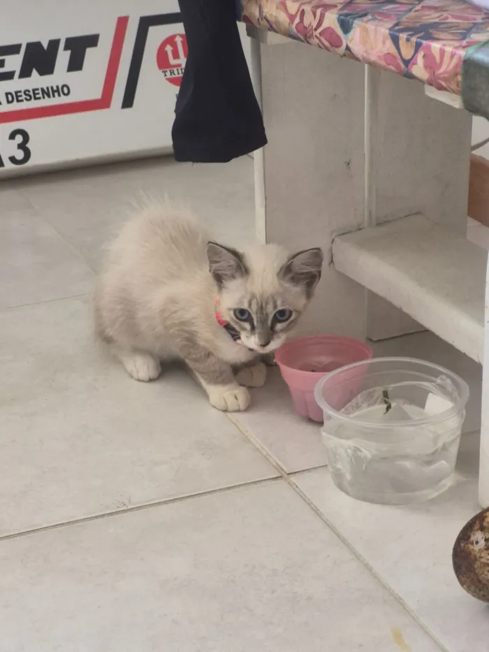 Gato raça Siamês idade 2 a 6 meses nome Luna 