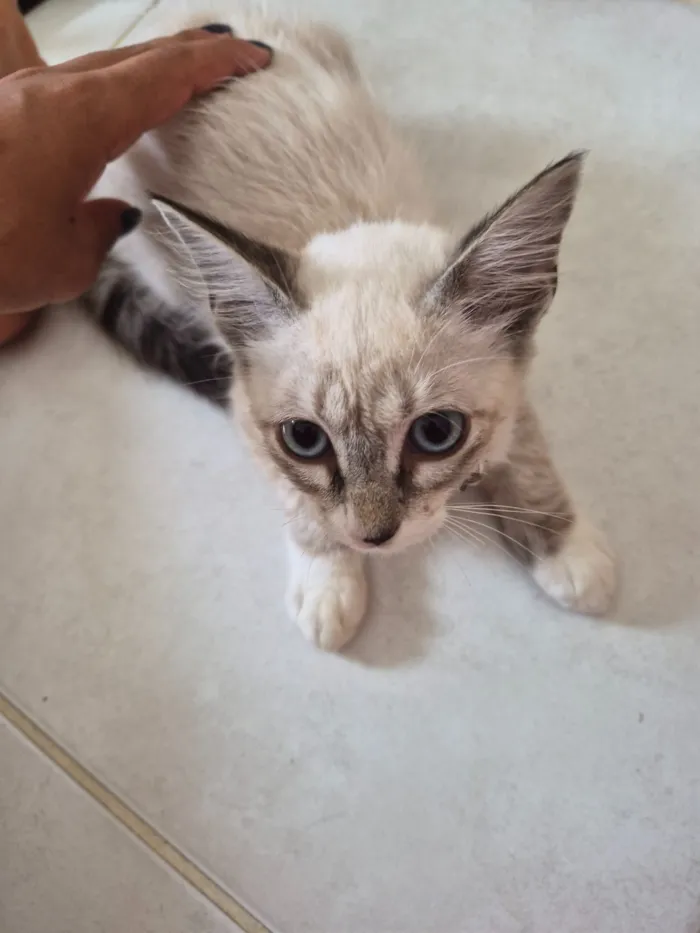 Gato raça Siamês idade 2 a 6 meses nome Luna 