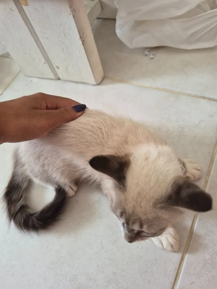 Gato raça Siamês idade 2 a 6 meses nome Luna 