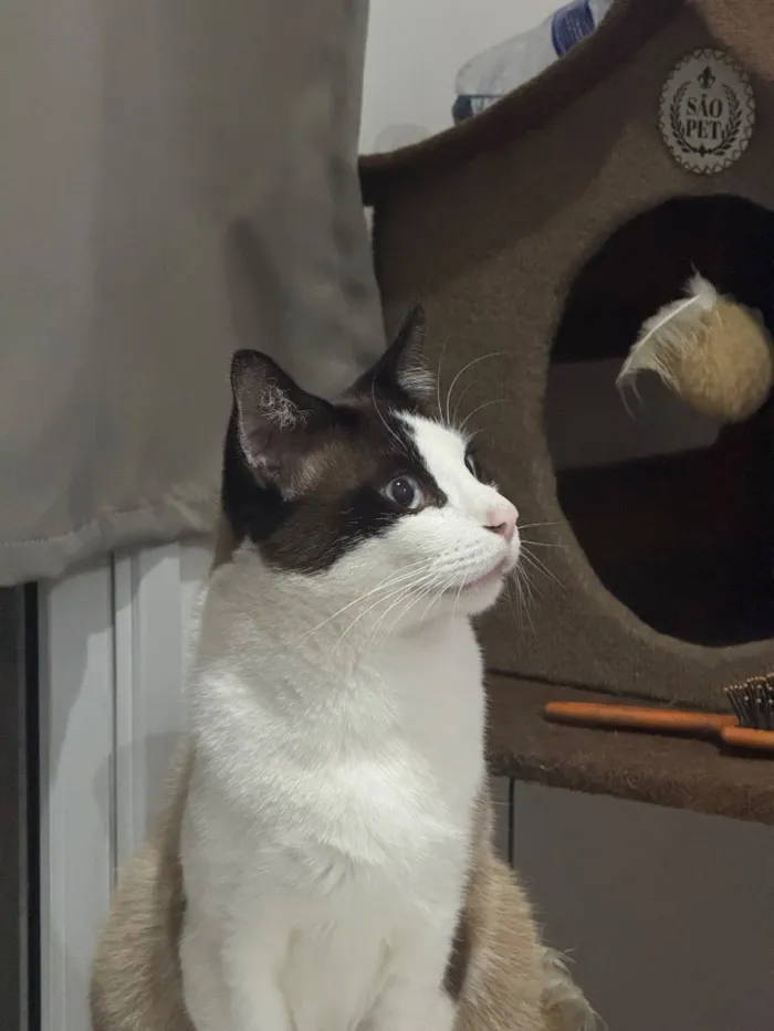 Gato raça SRD-ViraLata idade 1 ano nome Cesar 