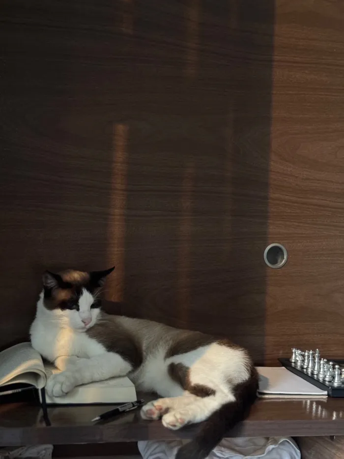 Gato raça SRD-ViraLata idade 1 ano nome Cesar 