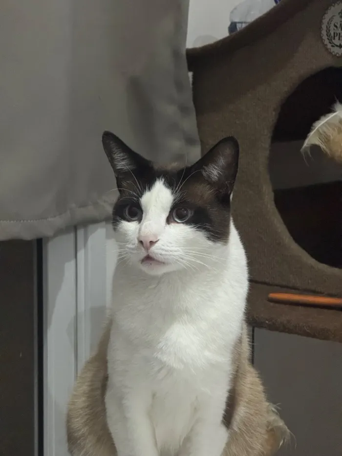 Gato raça SRD-ViraLata idade 1 ano nome Cesar 