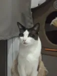 Cesar
