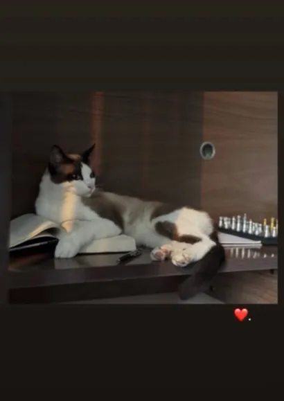 Gato raça SRD-ViraLata idade 1 ano nome Cesar 