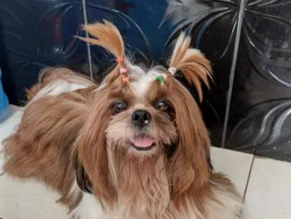 Cachorro raça Shitzu idade 6 ou mais anos nome Melissa 