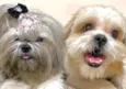 Polly e Duque 