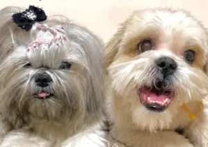 Cachorro raça Shitzu idade 4 anos nome Polly e Duque 