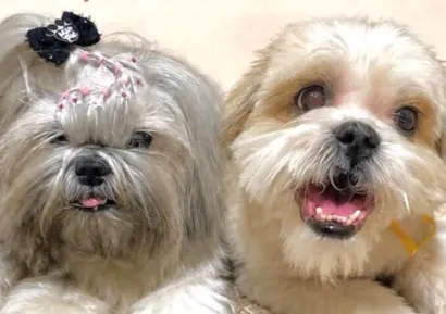 Cachorro raça Shitzu idade 4 anos nome Polly e Duque 