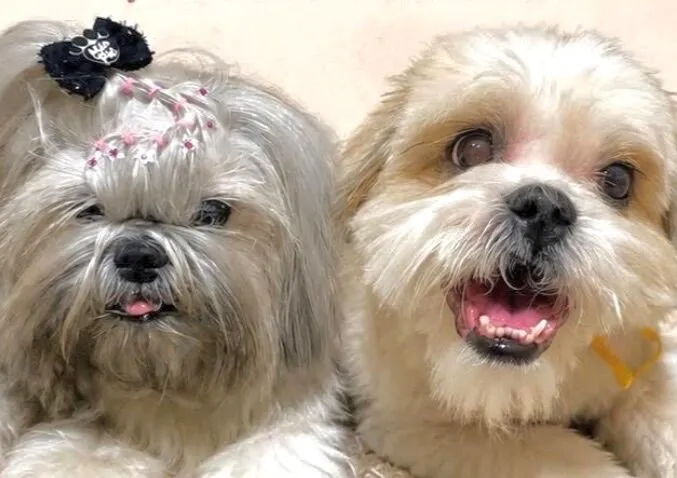 Cachorro raça Shitzu idade 4 anos nome Polly e Duque 