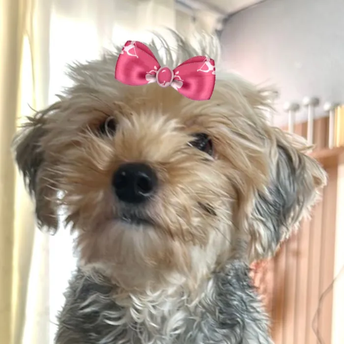 Cachorro raça Shitzu idade 2 anos nome Bela 