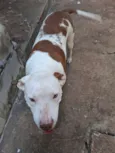 layka 