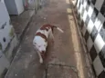 layka 