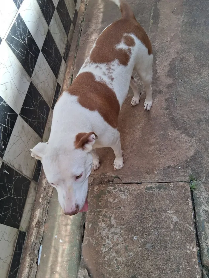 Cachorro raça Pit-Bull idade 4 anos nome layka 