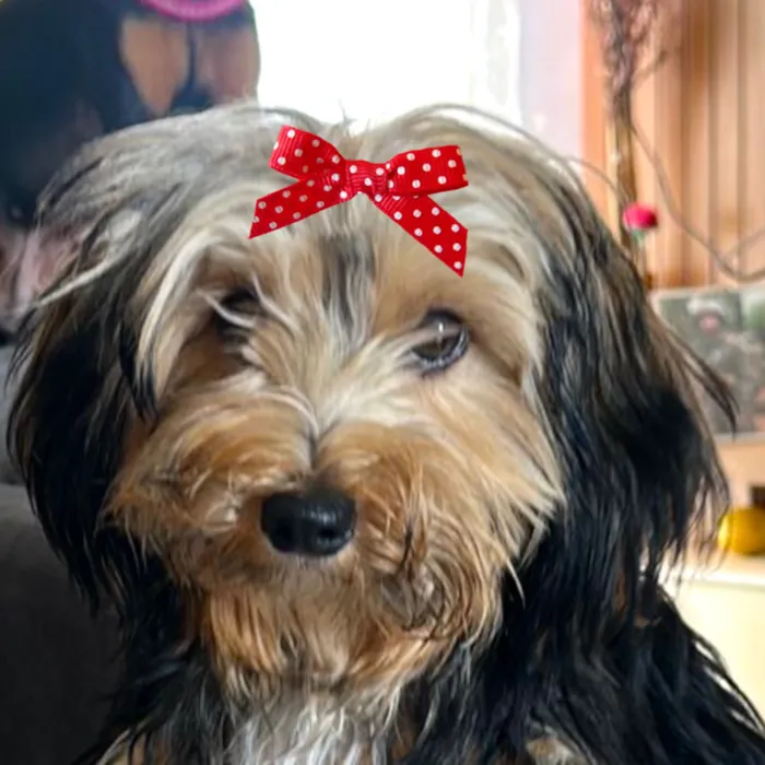 Cachorro raça Shitzu idade 2 a 6 meses nome Sofia 