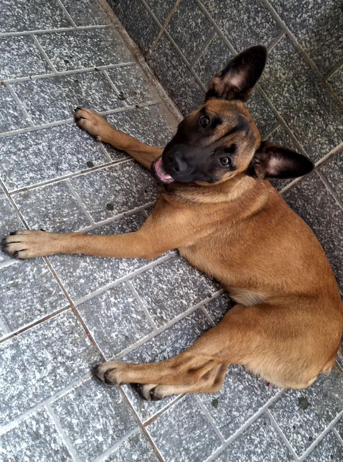 Cachorro raça SRD-ViraLata idade 7 a 11 meses nome Nala