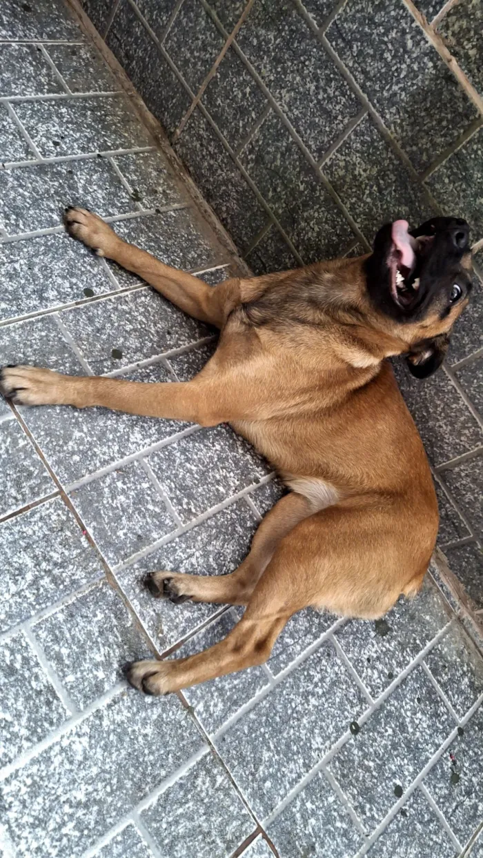 Cachorro raça SRD-ViraLata idade 7 a 11 meses nome Nala