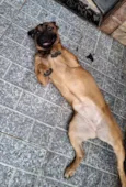 Nala