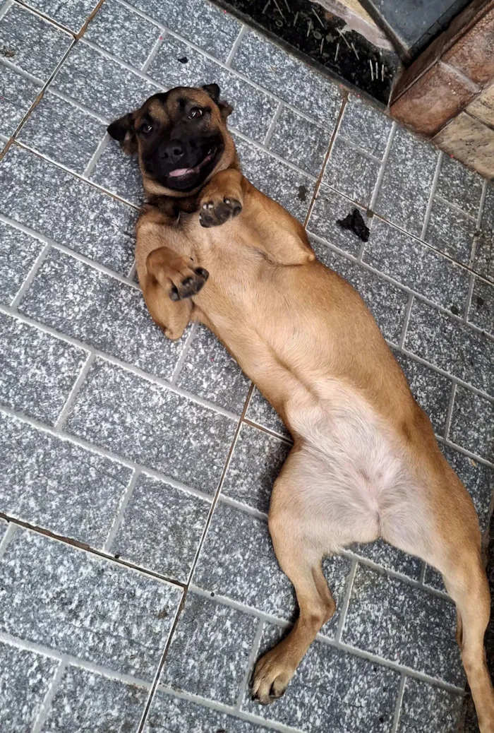 Cachorro raça SRD-ViraLata idade 7 a 11 meses nome Nala