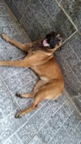 Nala