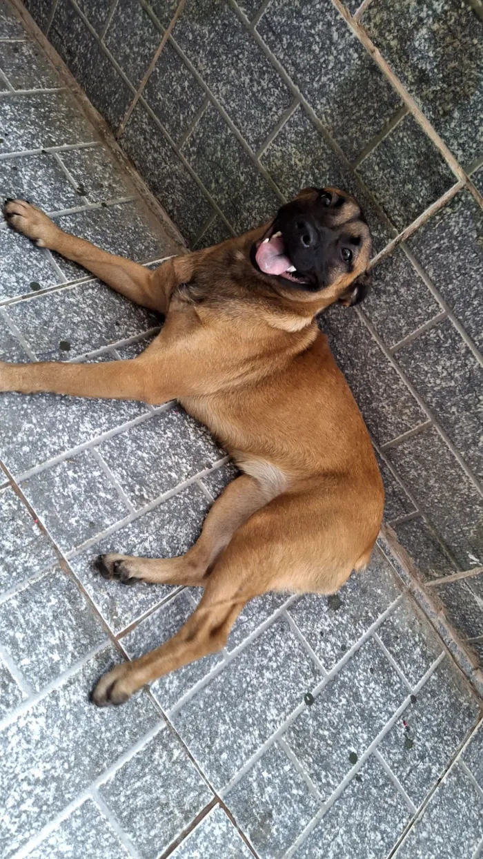 Cachorro raça SRD-ViraLata idade 7 a 11 meses nome Nala