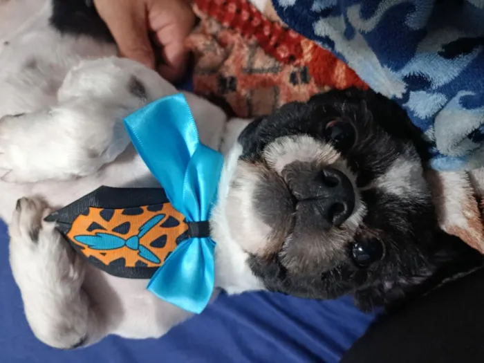 Cachorro raça Shitzu idade 2 anos nome Duck