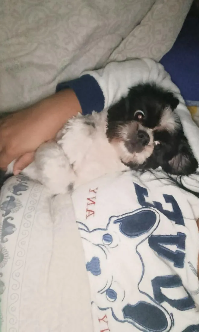 Cachorro raça Shitzu idade 2 anos nome Duck